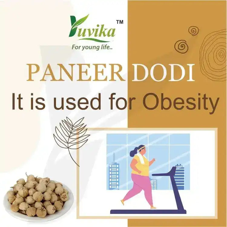 Paneer Dodi - Paneer Ke Phool - Withania Coagulan