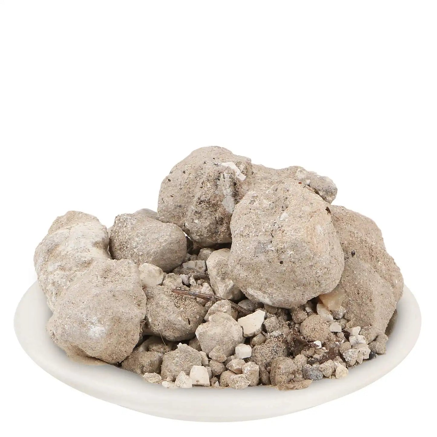 Yuvika Banslochan Asli