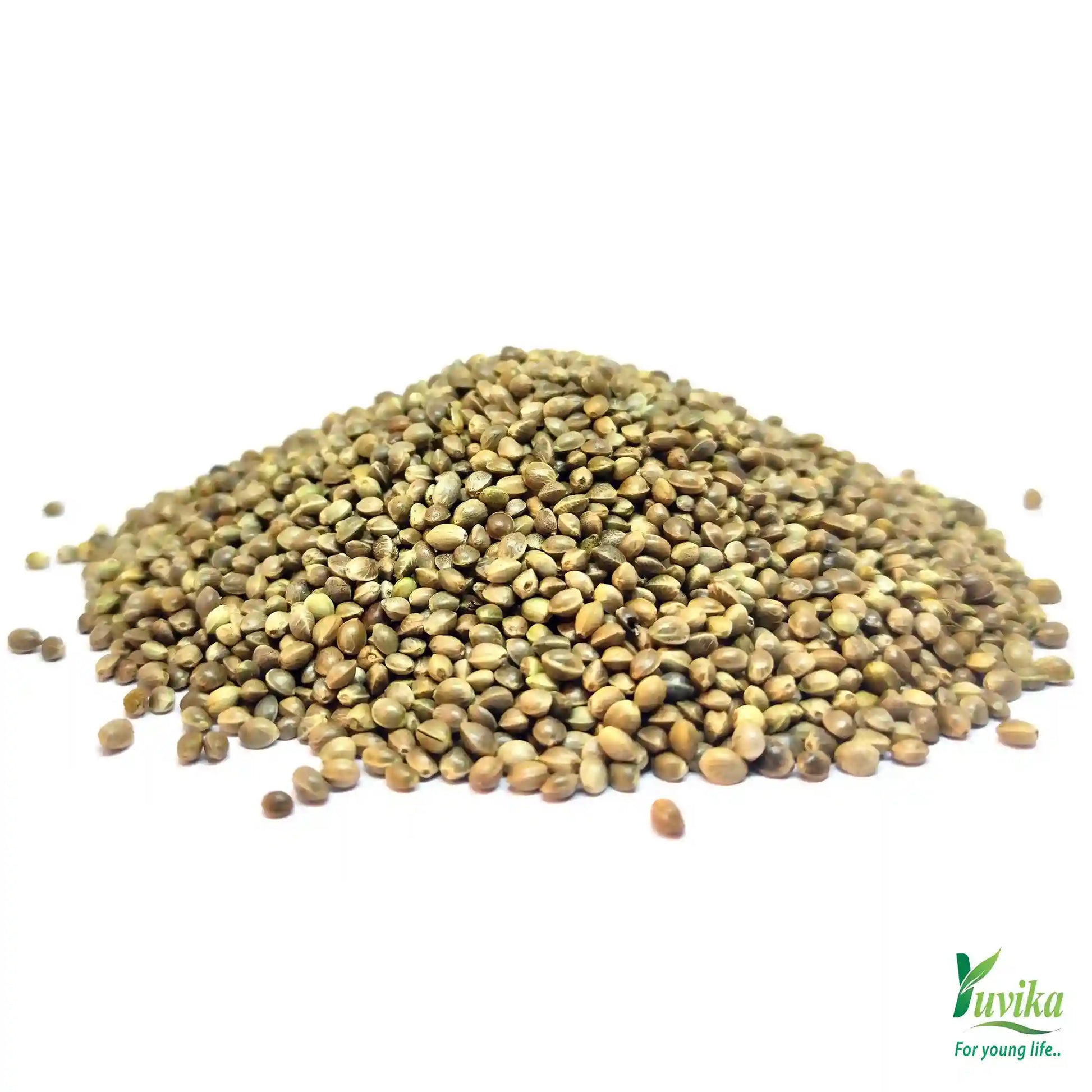 bhang plant seeds Beej Sabaj - Bhang Beej - Bhaang Beej - Cannabis sativa