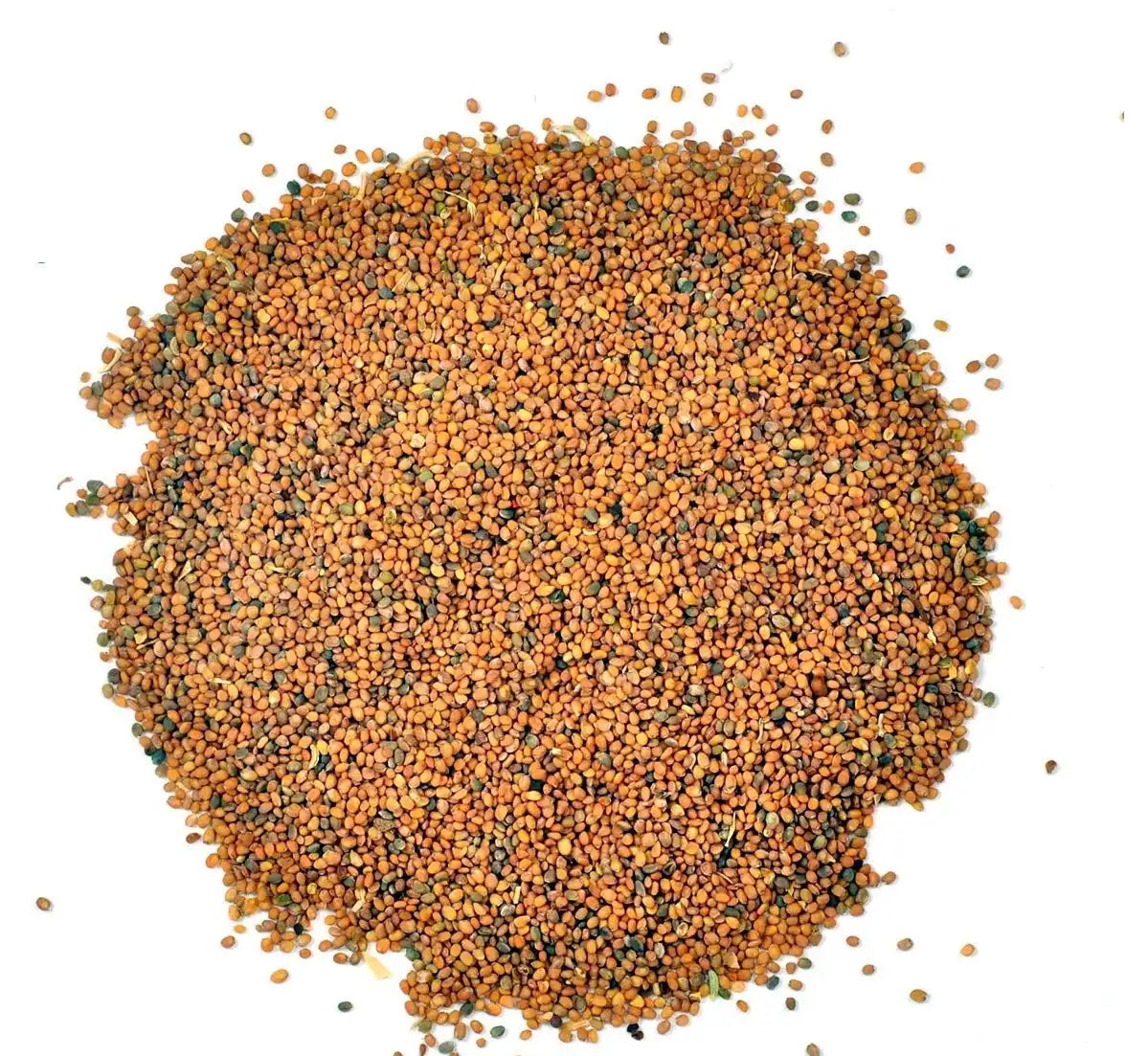 Yuvika Taramira Seeds