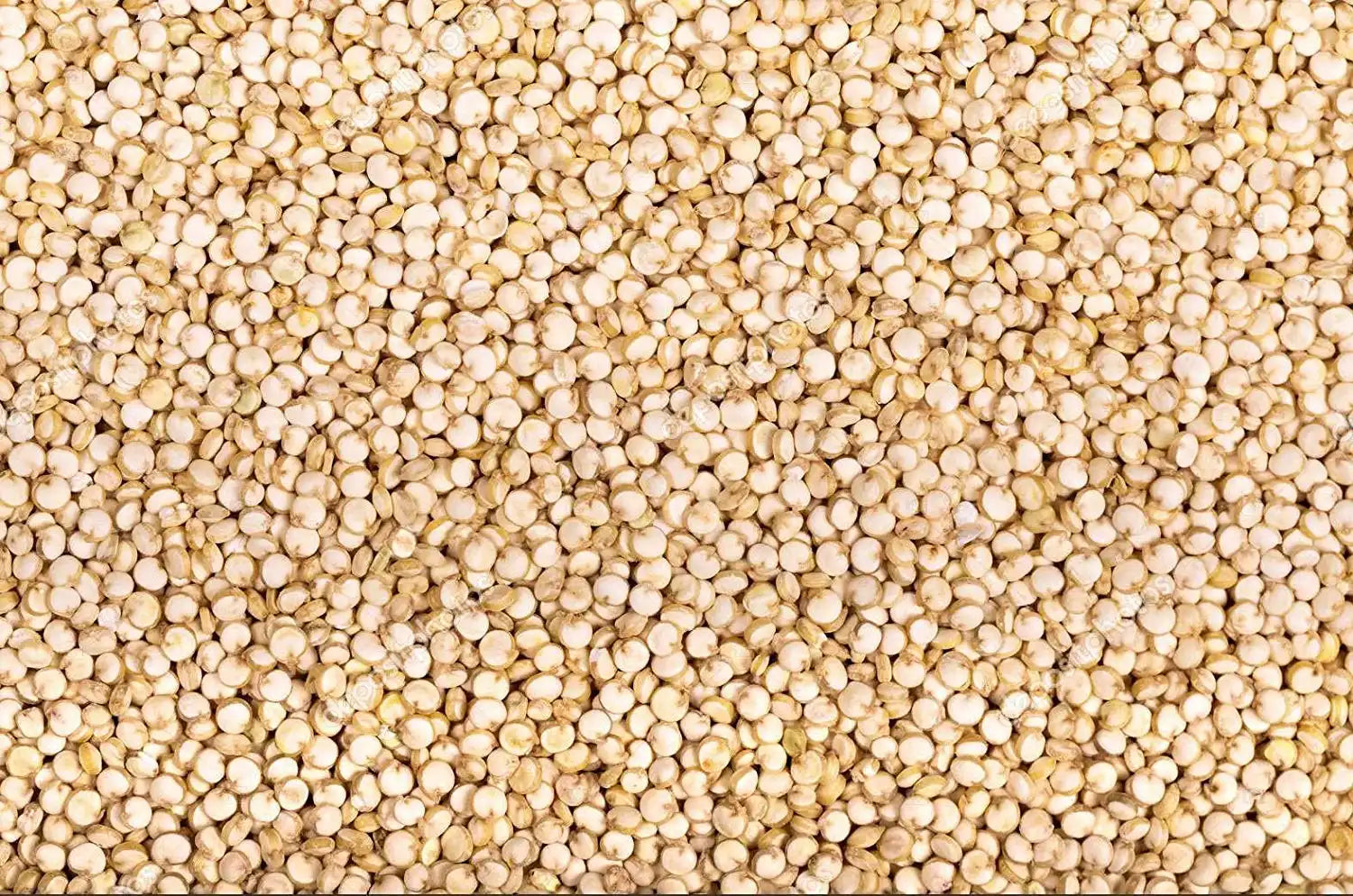 Yuvika White Quinoa Seeds