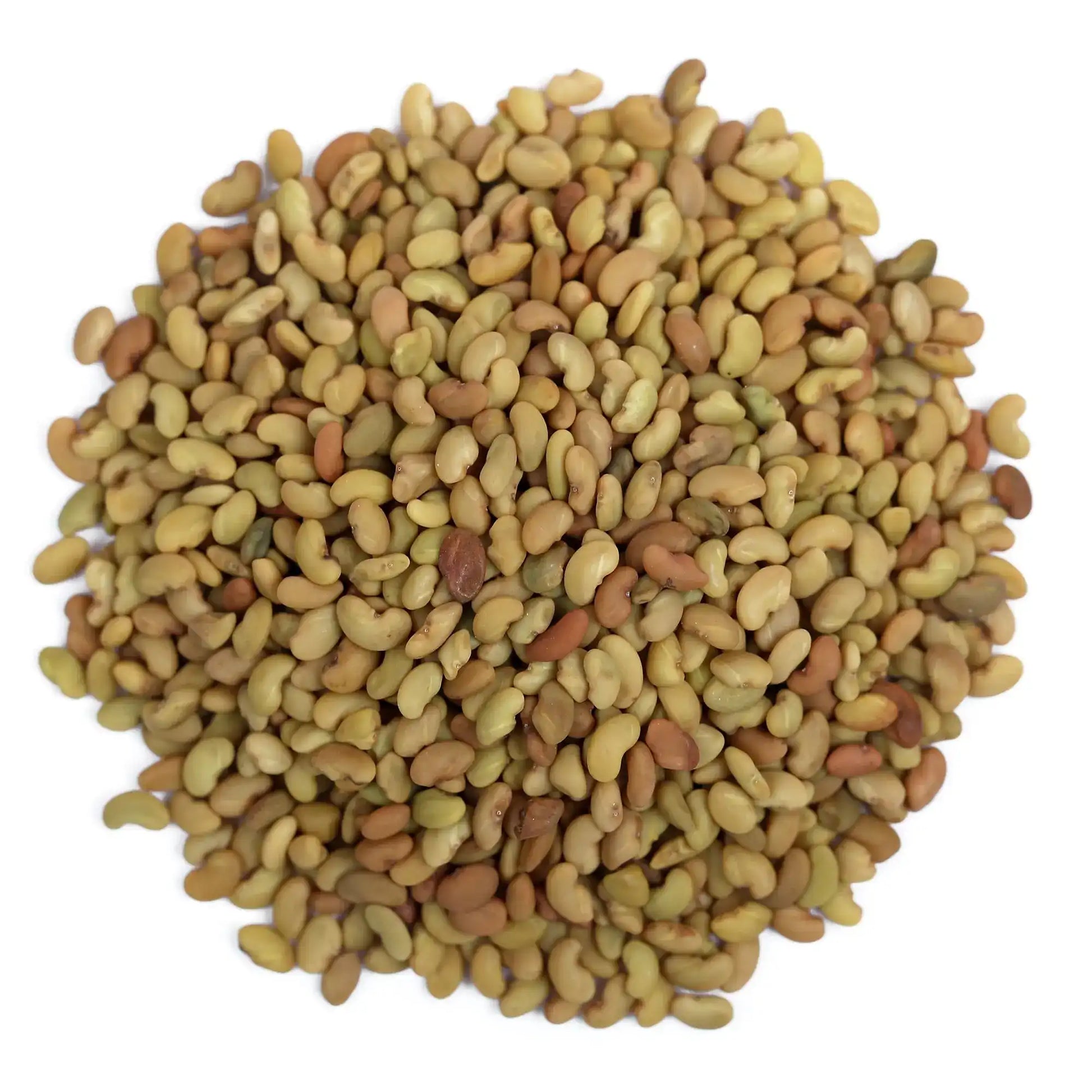 Yuvika Alfa Seeds